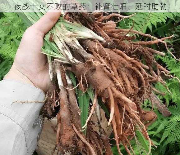 夜战十女不败的草药:补肾壮阳、延时助勃