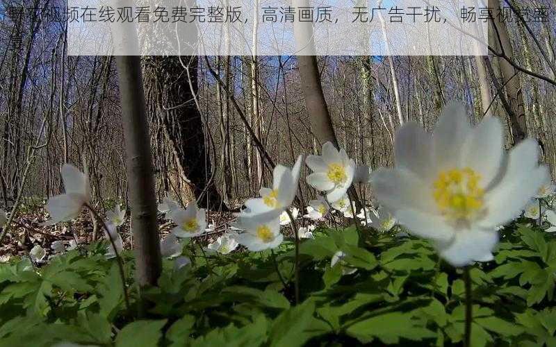 野花视频在线观看免费完整版,高清画质,无广告干扰,畅享视觉盛宴