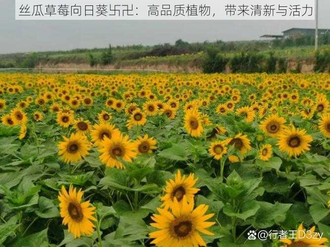 丝瓜草莓向日葵卐卍:高品质植物,带来清新与活力