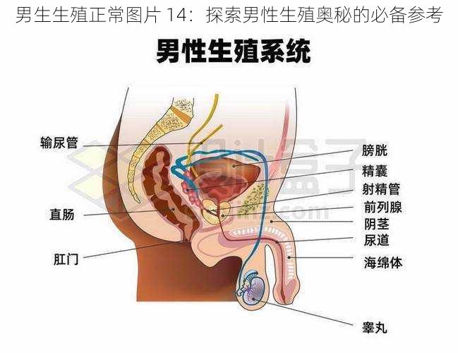 男生生殖正常图片 14:探索男性生殖奥秘的必备参考