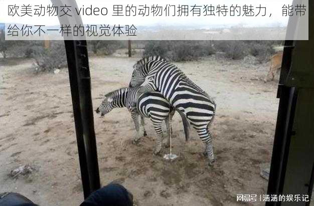 欧美动物交 video 里的动物们拥有独特的魅力,能带给你不一样的视觉体验