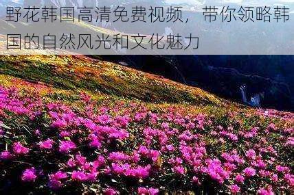 野花韩国高清免费视频,带你领略韩国的自然风光和文化魅力