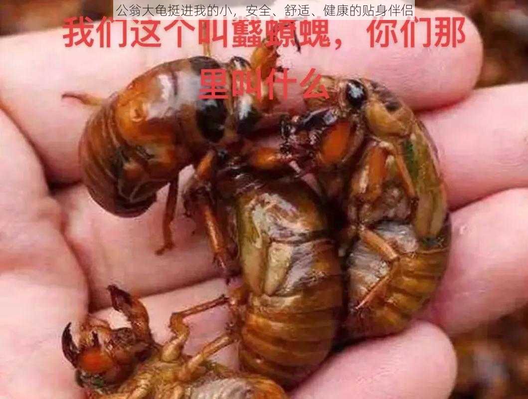 公翁大龟挺进我的小，安全、舒适、健康的贴身伴侣