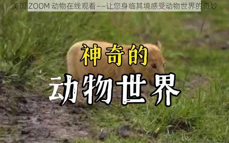 美国 ZOOM 动物在线观看——让您身临其境感受动物世界的奇妙