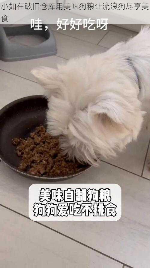 小如在破旧仓库用美味狗粮让流浪狗尽享美食