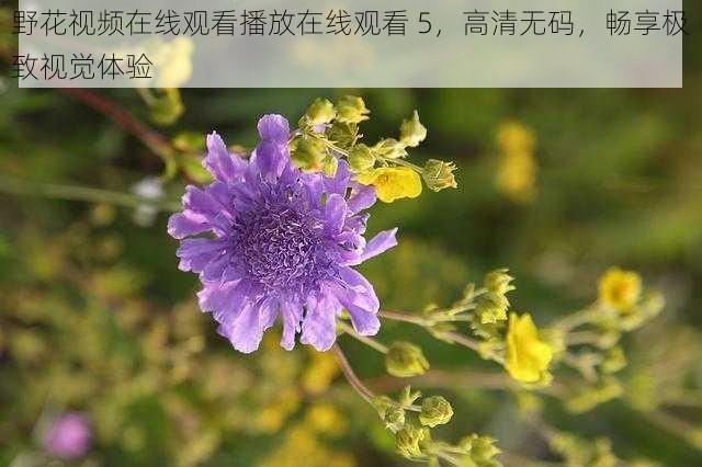 野花视频在线观看播放在线观看 5,高清无码,畅享极致视觉体验
