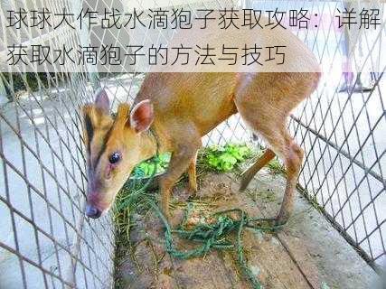 球球大作战水滴狍子获取攻略:详解获取水滴狍子的方法与技巧