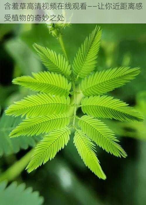 含羞草高清视频在线观看——让你近距离感受植物的奇妙之处