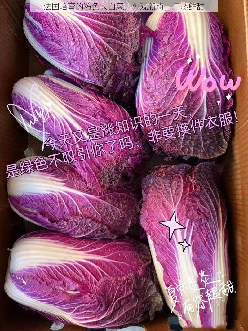 法国培育的粉色大白菜,外观新奇,口感鲜甜