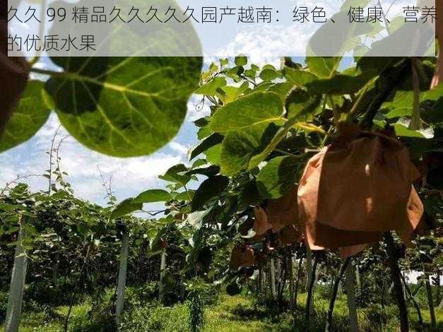 久久 99 精品久久久久久园产越南:绿色、健康、营养的优质水果