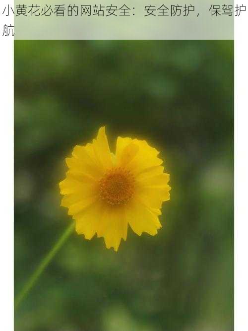 小黄花必看的网站安全:安全防护,保驾护航