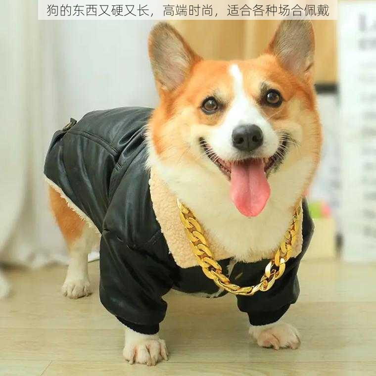 狗的东西又硬又长,高端时尚,适合各种场合佩戴