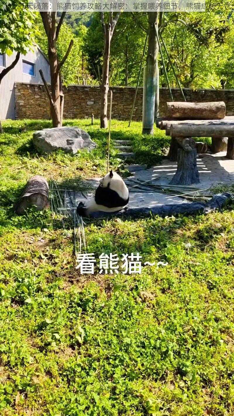 卧龙苍天陨落:熊猫饲养攻略大解密:掌握喂养细节,熊猫成长无忧