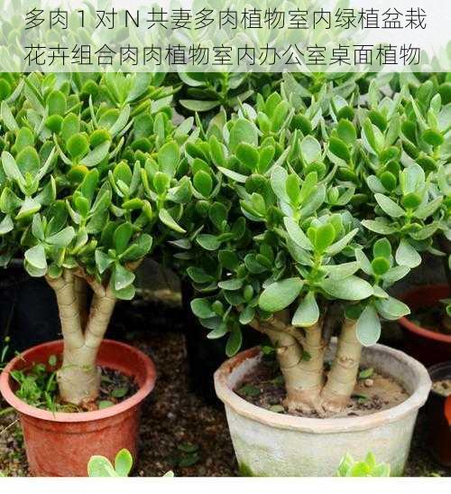 多肉 1 对 N 共妻多肉植物室内绿植盆栽花卉组合肉肉植物室内办公室桌面植物