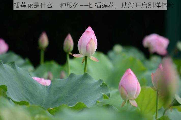 倒插莲花是什么一种服务——倒插莲花,助您开启别样体验