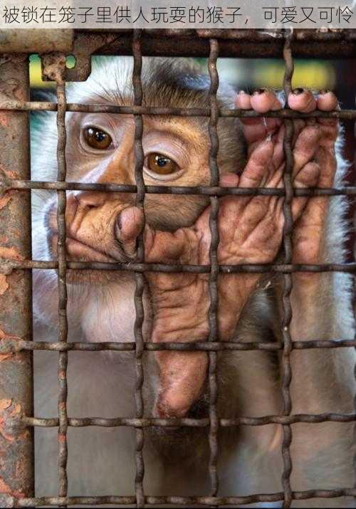 被锁在笼子里供人玩耍的猴子,可爱又可怜