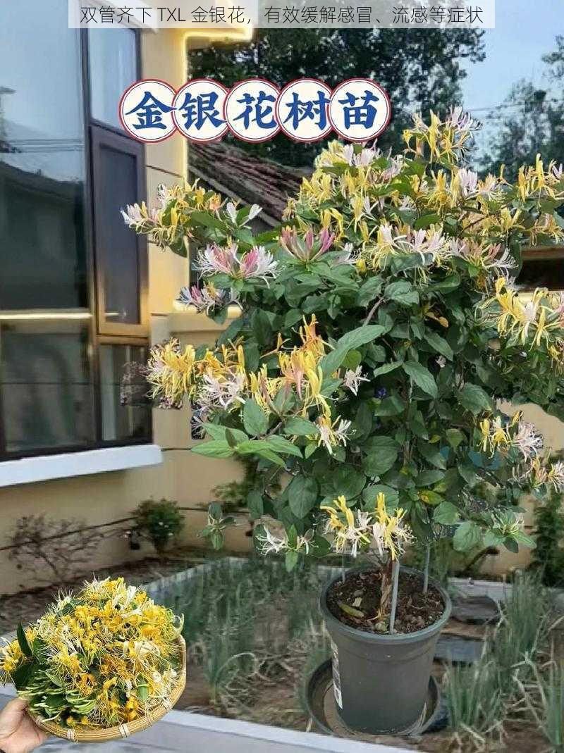 双管齐下 TXL 金银花,有效缓解感冒、流感等症状