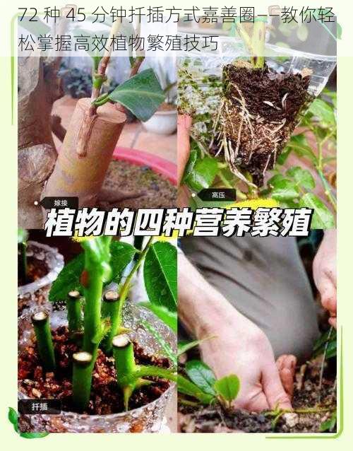 72 种 45 分钟扦插方式嘉善圈——教你轻松掌握高效植物繁殖技巧