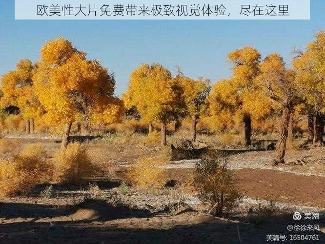 欧美性大片免费带来极致视觉体验,尽在这里