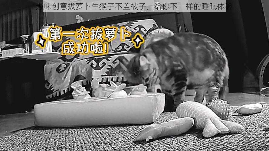 趣味创意拔萝卜生猴子不盖被子,给你不一样的睡眠体验