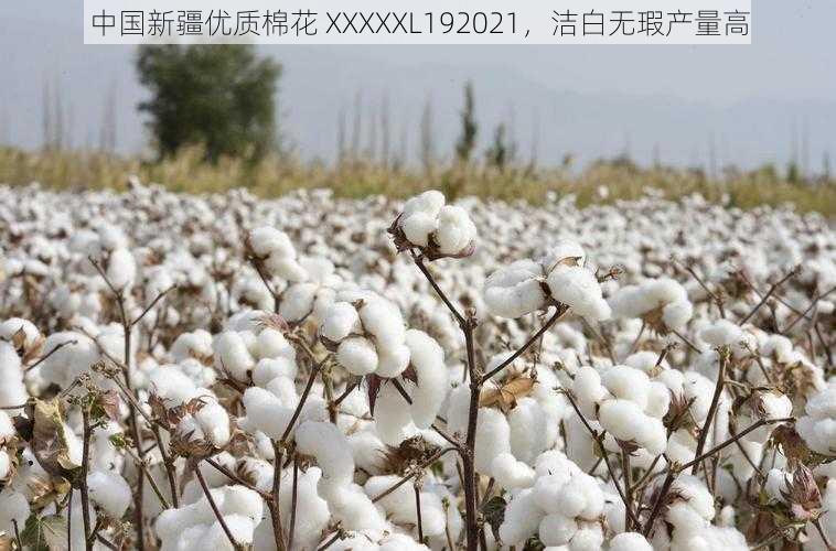 中国新疆优质棉花 XXXXXL192021,洁白无瑕产量高
