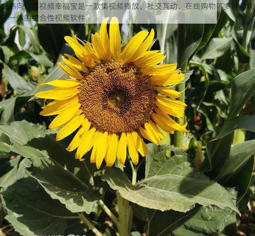 成熟向日葵视频幸福宝是一款集视频播放、社交互动、在线购物等多种功能于一体的综合性视频软件