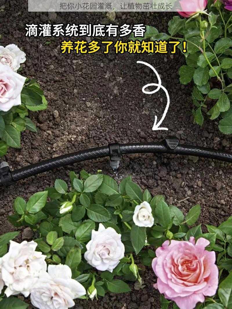 把你小花园灌溉,让植物茁壮成长