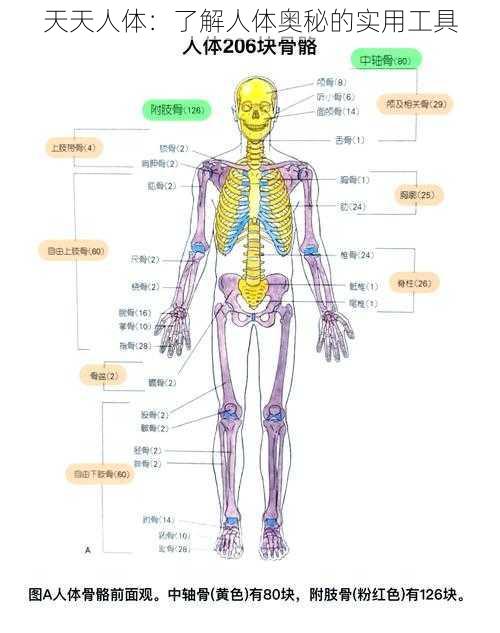 天天人体:了解人体奥秘的实用工具
