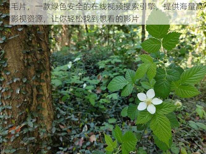 搜毛片,一款绿色安全的在线视频搜索引擎,提供海量高清影视资源,让你轻松找到想看的影片