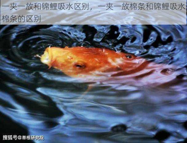 一夹一放和锦鲤吸水区别,一夹一放棉条和锦鲤吸水棉条的区别