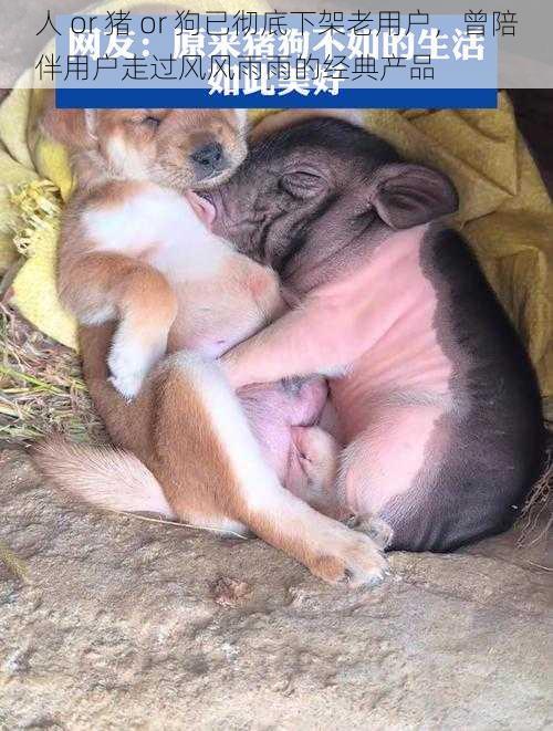 人 or 猪 or 狗已彻底下架老用户,曾陪伴用户走过风风雨雨的经典产品
