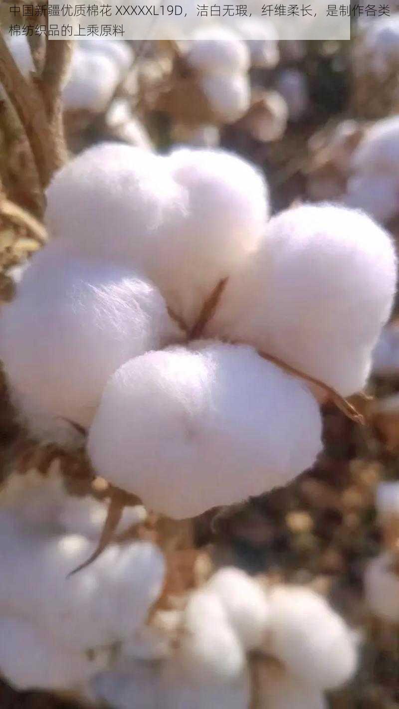中国新疆优质棉花 XXXXXL19D,洁白无瑕,纤维柔长,是制作各类棉纺织品的上乘原料