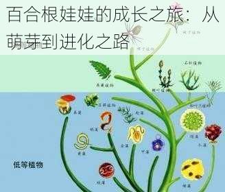 百合根娃娃的成长之旅:从萌芽到进化之路