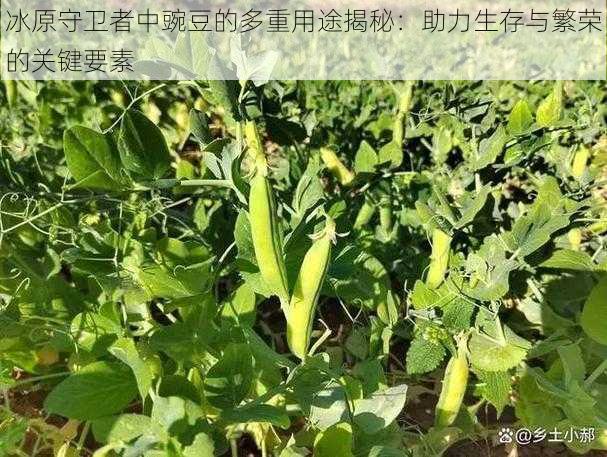 冰原守卫者中豌豆的多重用途揭秘:助力生存与繁荣的关键要素