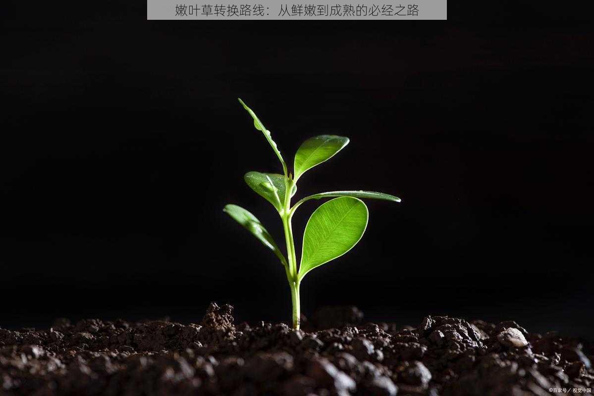 嫩叶草转换路线:从鲜嫩到成熟的必经之路