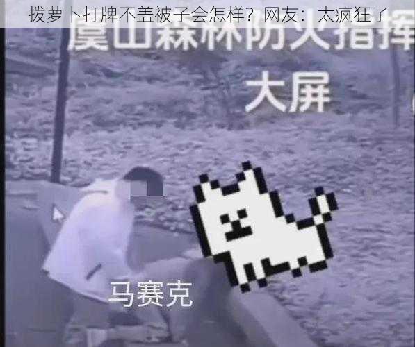 拨萝卜打牌不盖被子会怎样?网友:太疯狂了