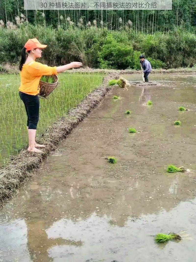 30 种插秧法图片,不同插秧法的对比介绍