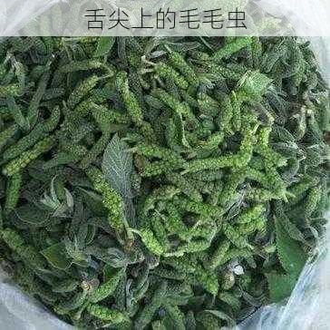 舌尖上的毛毛虫