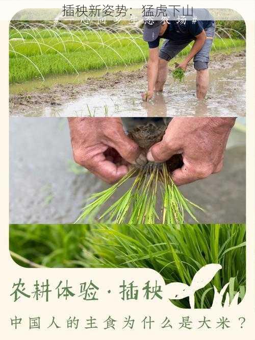 插秧新姿势:猛虎下山
