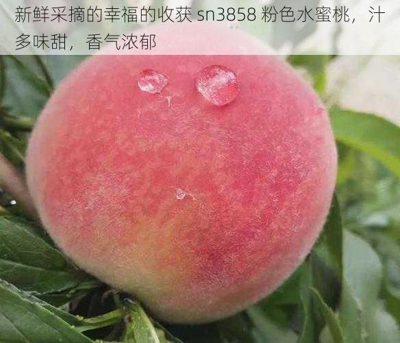 新鲜采摘的幸福的收获 sn3858 粉色水蜜桃,汁多味甜,香气浓郁