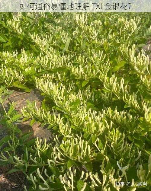 如何通俗易懂地理解 TXl 金银花?