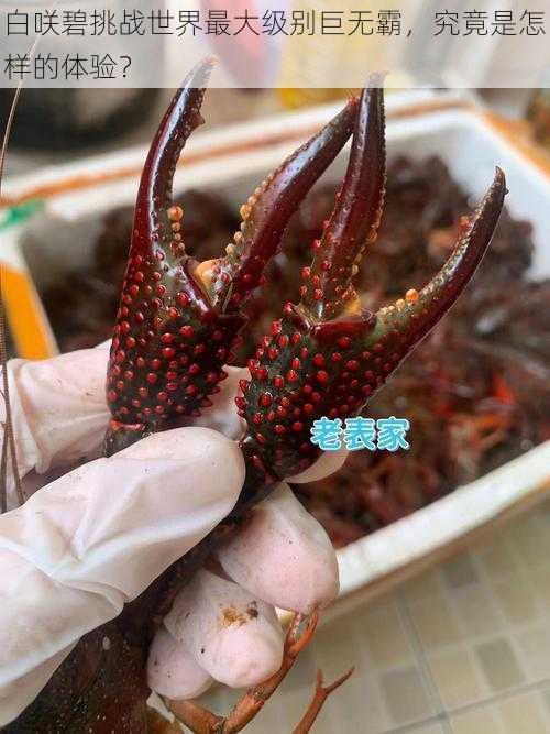 白咲碧挑战世界最大级别巨无霸,究竟是怎样的体验?