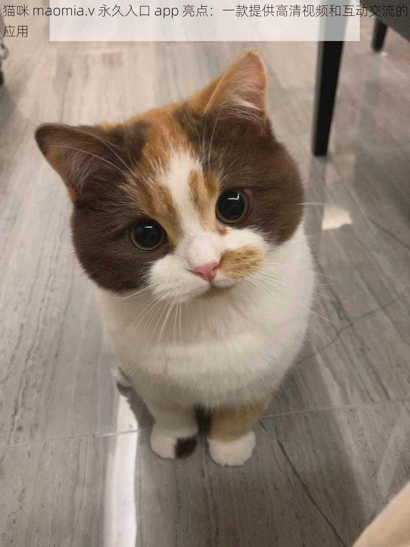 猫咪 maomia.v 永久入口 app 亮点:一款提供高清视频和互动交流的应用