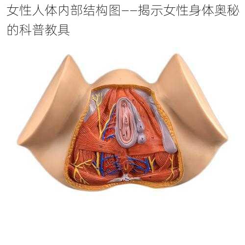 女性人体内部结构图——揭示女性身体奥秘的科普教具