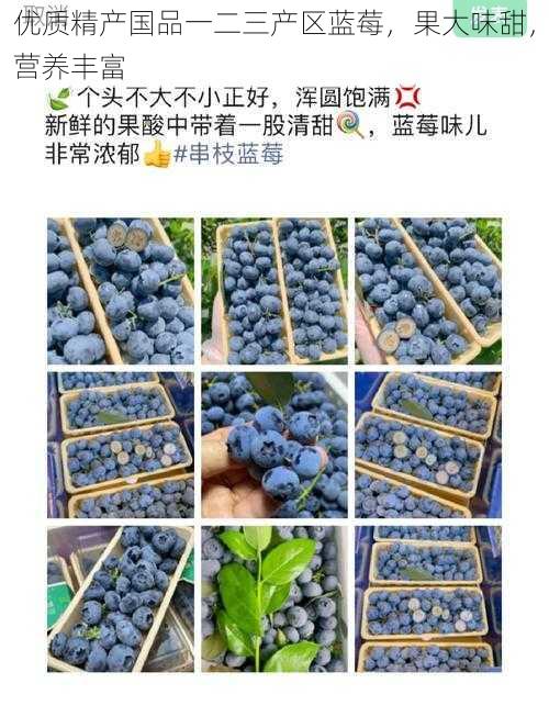 优质精产国品一二三产区蓝莓,果大味甜,营养丰富