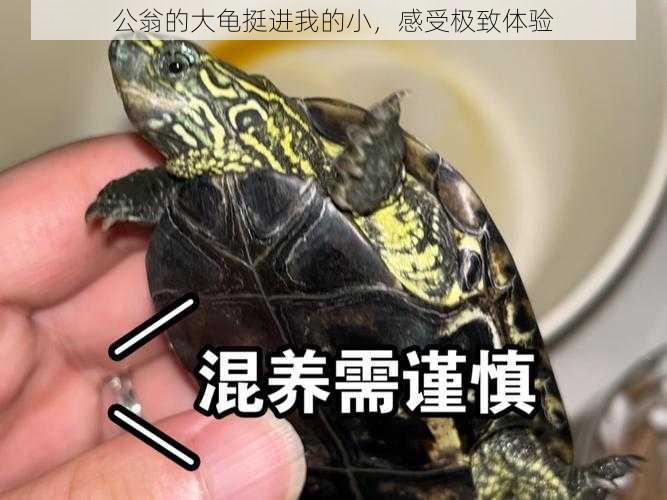 公翁的大龟挺进我的小,感受极致体验