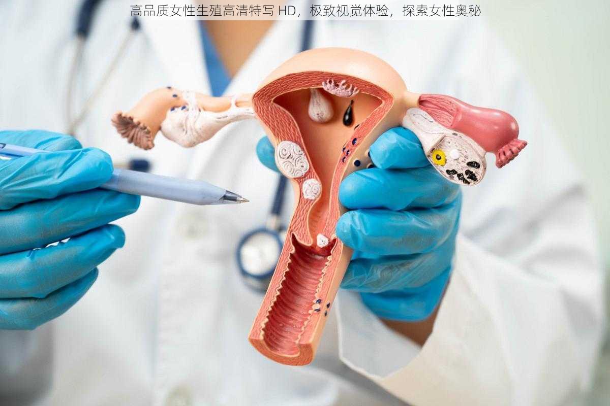 高品质女性生殖高清特写 HD,极致视觉体验,探索女性奥秘