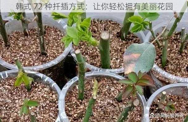 韩式 72 种扦插方式:让你轻松拥有美丽花园