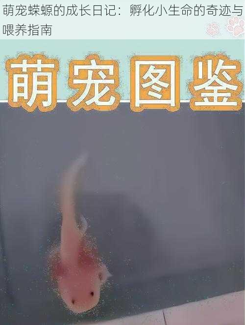 萌宠蝾螈的成长日记:孵化小生命的奇迹与喂养指南