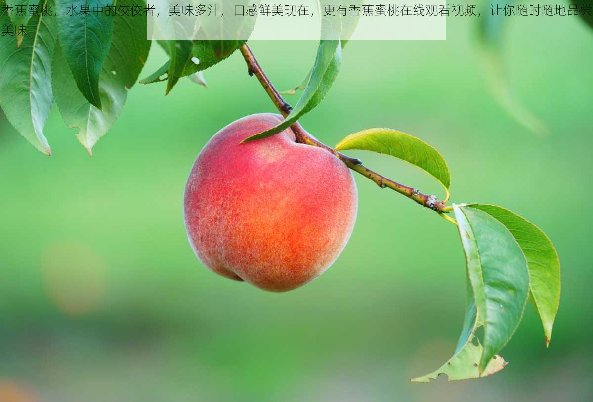 香蕉蜜桃,水果中的佼佼者,美味多汁,口感鲜美现在,更有香蕉蜜桃在线观看视频,让你随时随地品尝美味